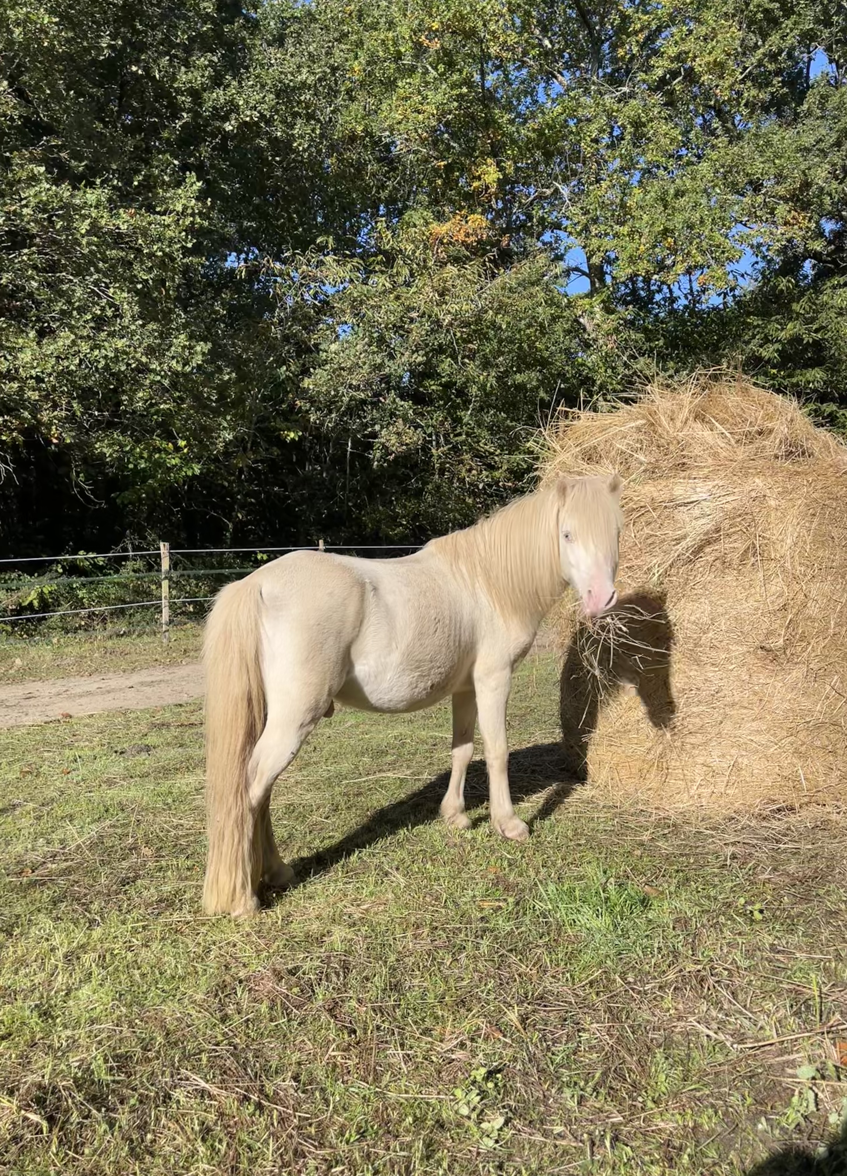 Cheval WPB crémello de l'écurie - élevage d'Elphe.
