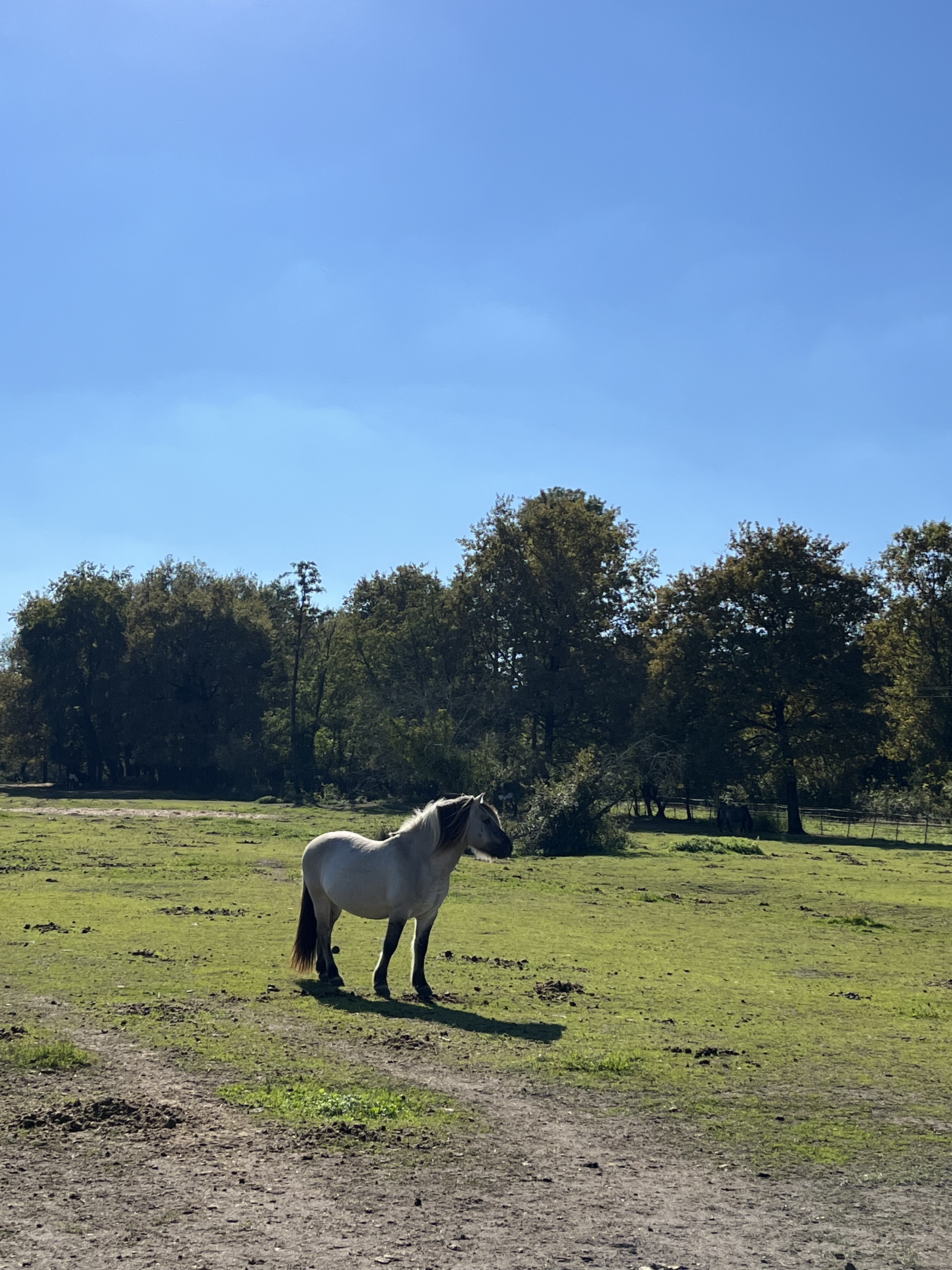 étalon grullo dans un pré de l'écurie - élevage d'Elphe.