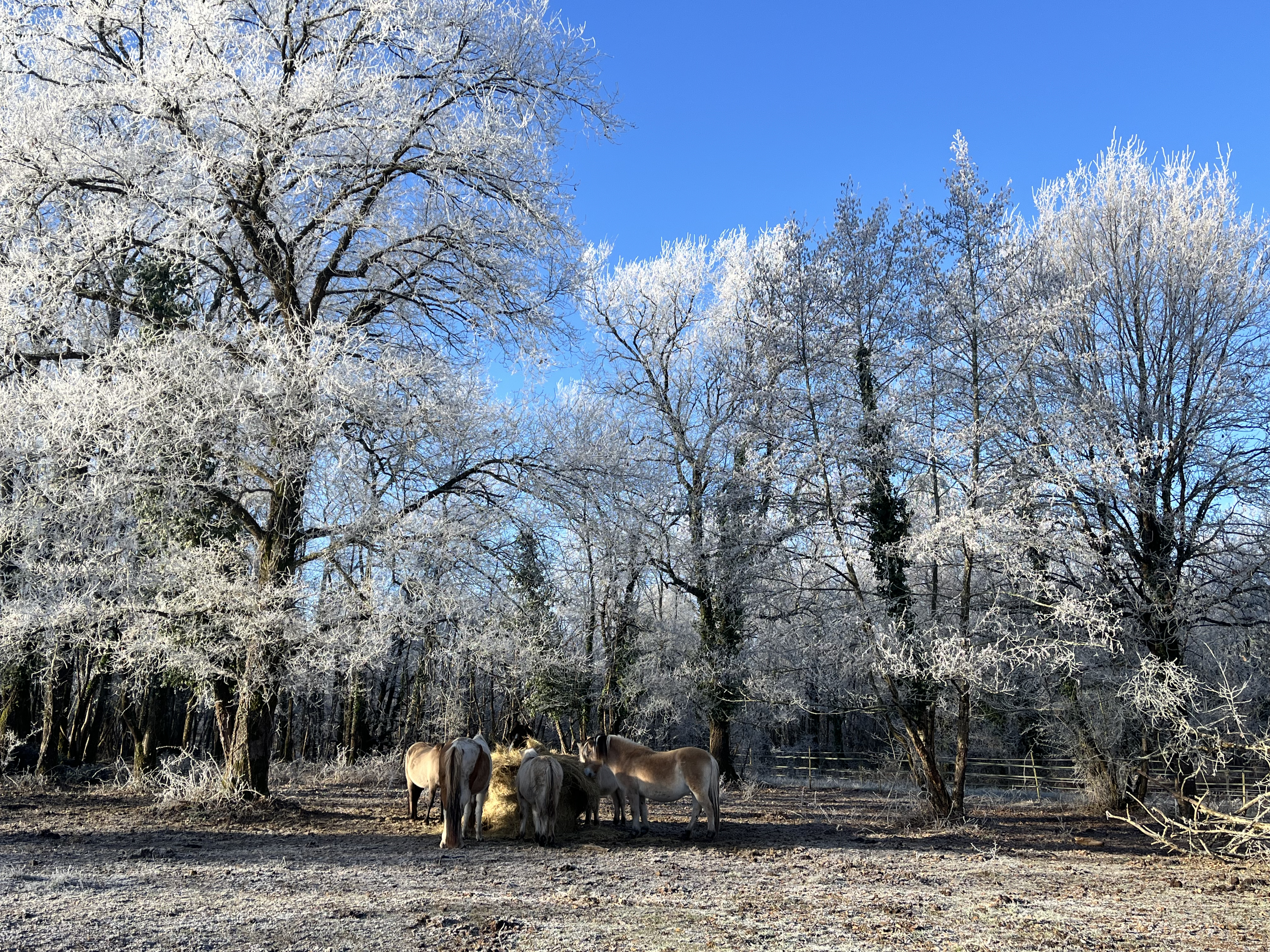 poneys au pré enneigé en pension à l'écurie - élevage d'eplhe.