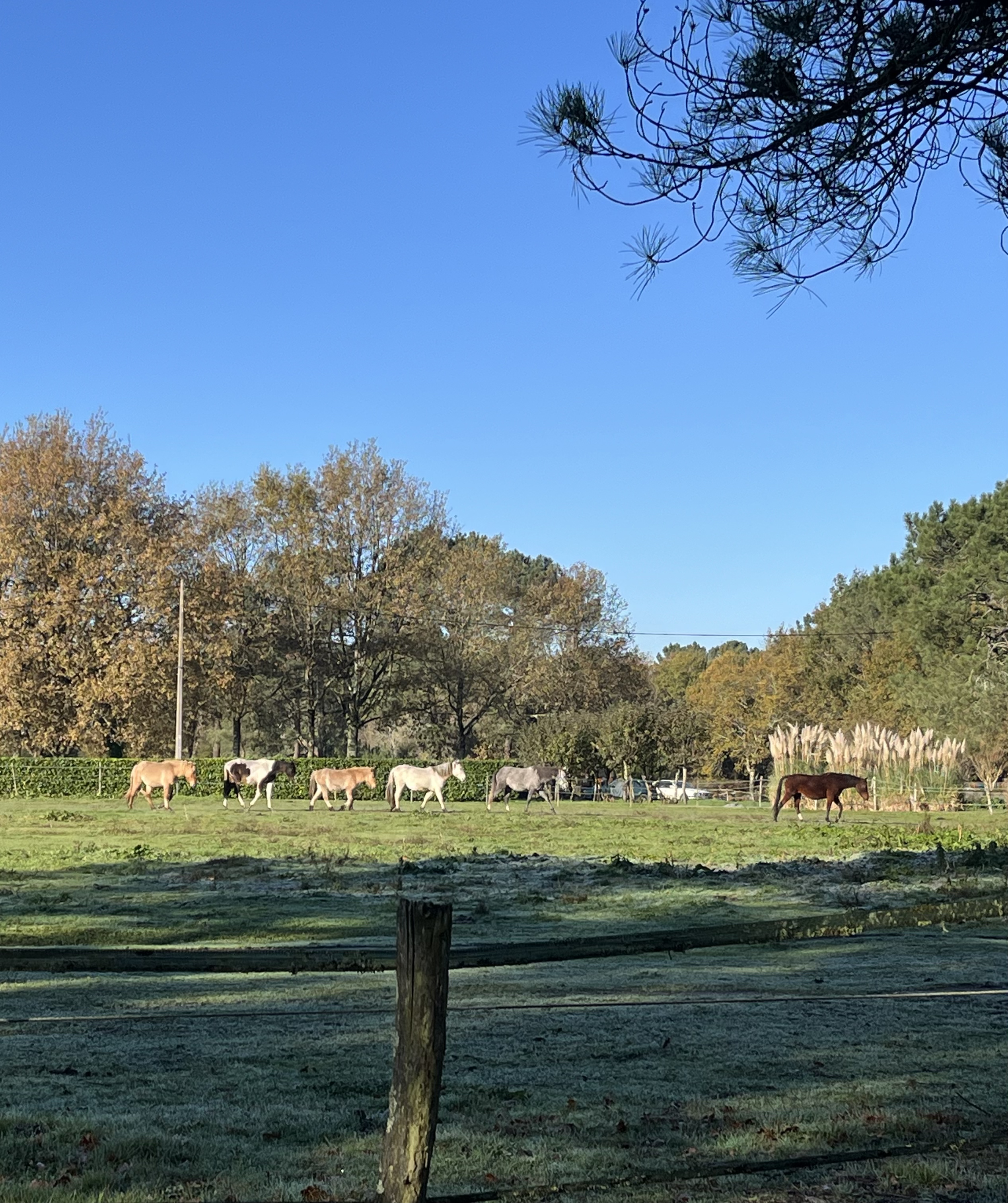Groupe de poneys au pré de l'écurire - élevage- d'elphe.