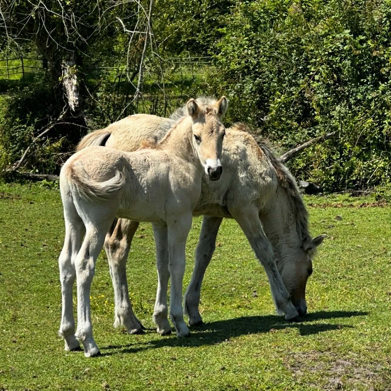 pouliche et son poulin mangent au pré de l'écurie - élevage -d'Elphe.