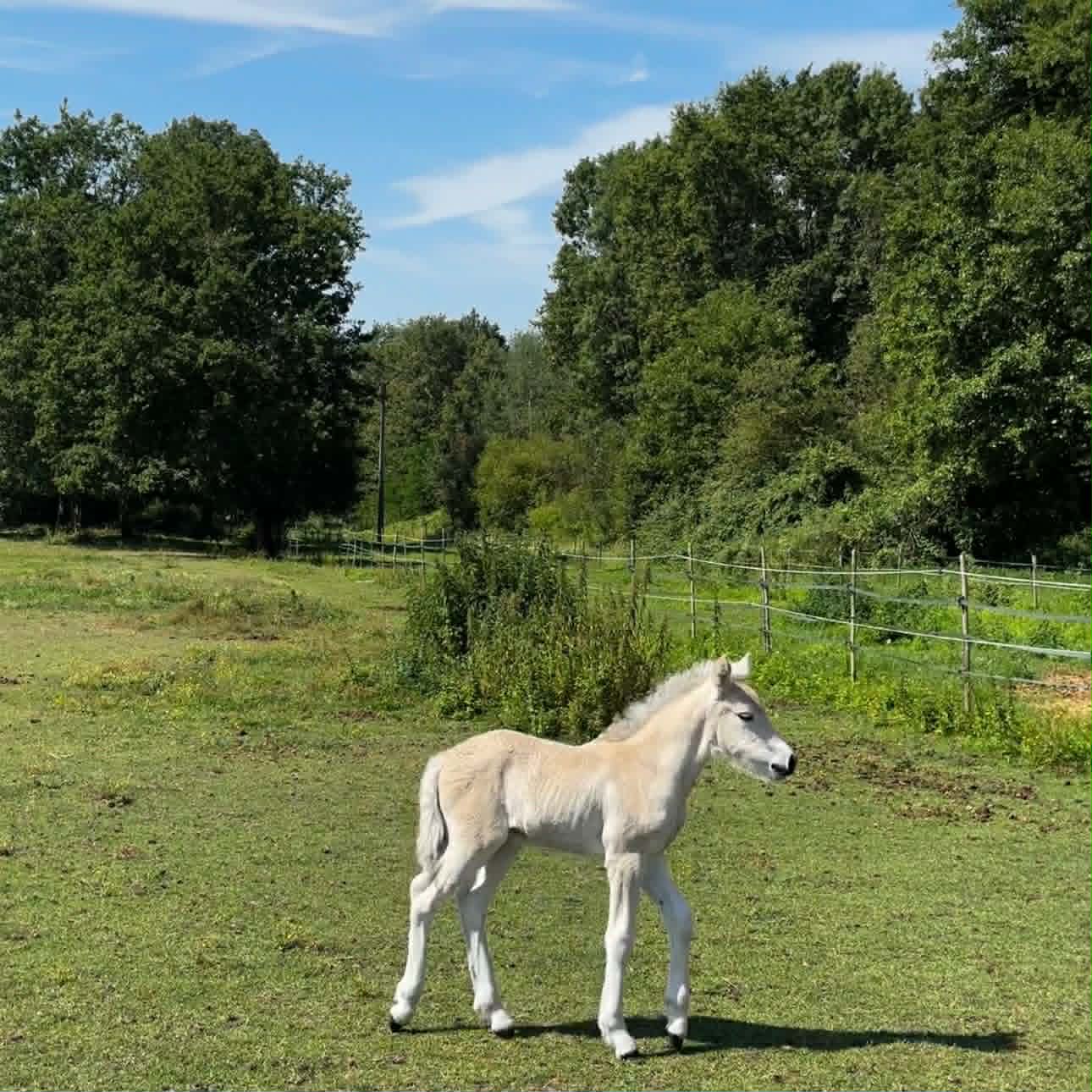 Poney grullo marche dans un pré de l'écurie - élevage d'Elphe.
