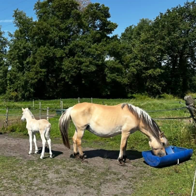 Pouliche s'abreuvant à coté de son poulin de l'écurie - élevage d'Elphe.