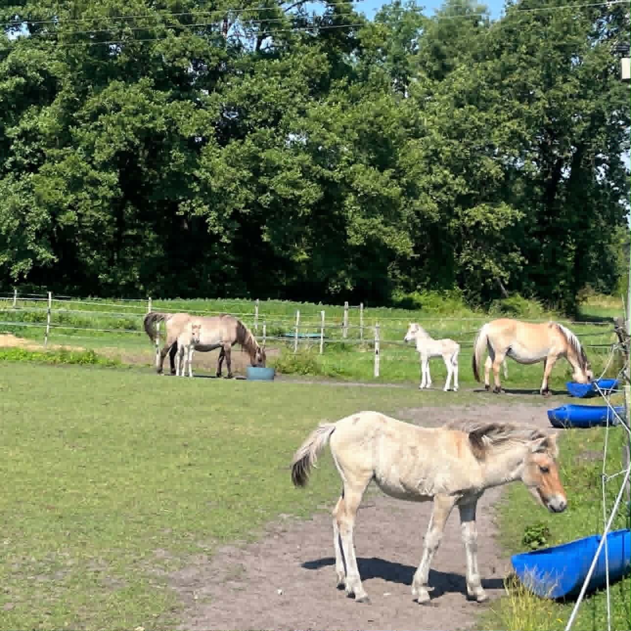 Groupe de chevaux de l'écurie - élevage d'Elphe dans un pré.