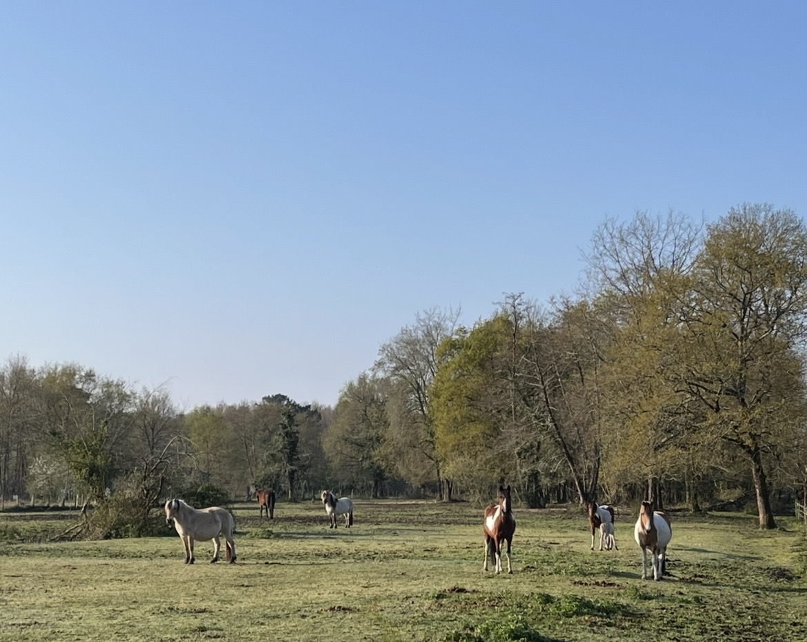 poneys au pré en pension à l'Écurie - élevage d'Elphe